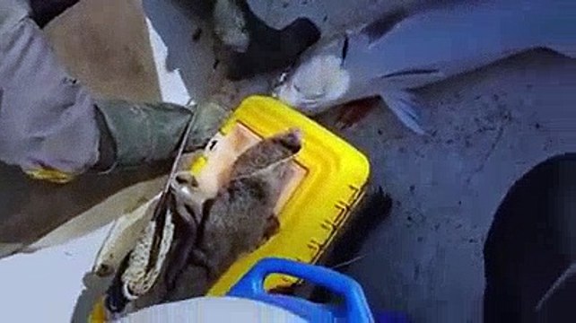 Bora Kaptan jig turlarına devam_ Videosu. | Kalkan kardeşler jigging videoları