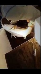 Bu balık oltaya nasıl takılmış böyle.!! VİDEO İZLE | Kalkan kardeşler jigging videoları