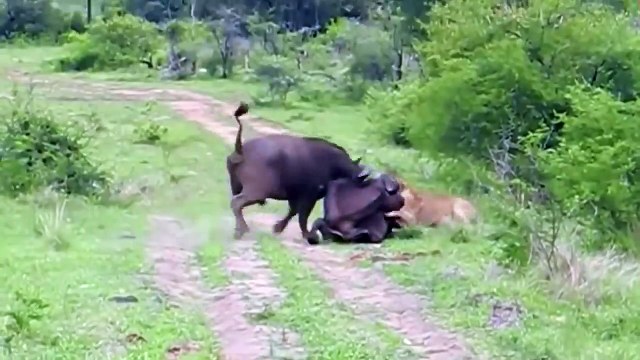 Hero Buffalo Saves Calf From Pride Of Lions - Amazing Lion Attack Baby Buffalo