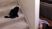 Funny BLACK cat video compilation  -  Its HARD to Hold your LAUGH!!!