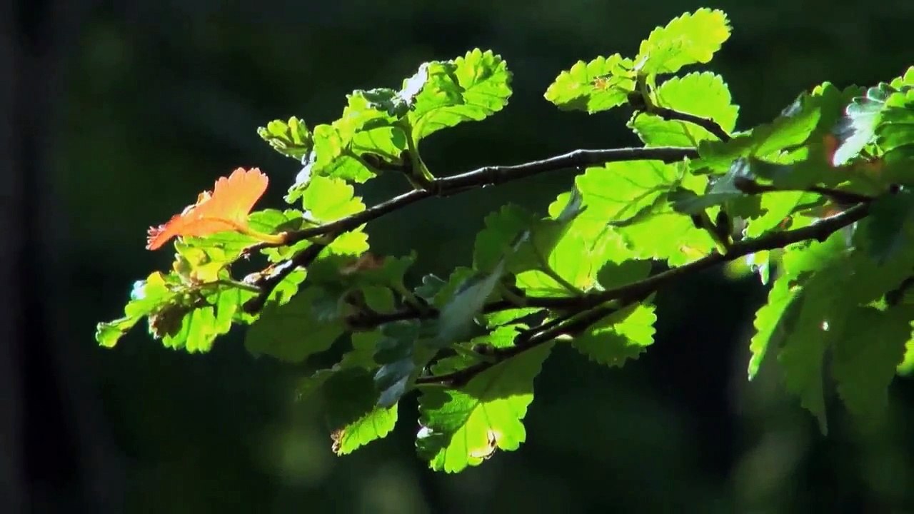 A vendre - Maison - Blonay (1807) - 8 pièces - 290m²