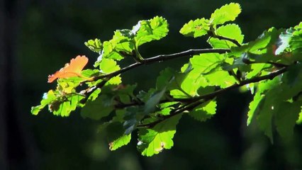 A vendre - Maison - Blonay (1807) - 8 pièces - 290m²