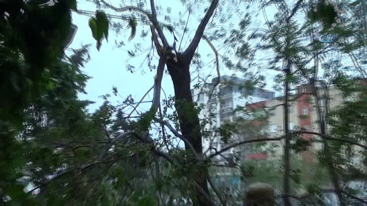 Siverek’te şiddetli fırtına ağaçları devirdi