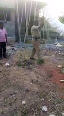 ஈரோடு அருகே பள்ளி மாணவிகள் நட்ட மரக்கன்றுகளை பிடுங்கியெறிவதா?-வீடியோ