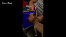 Chihuahua siblings go crazy playing video game on iPad