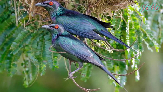 Loài chim làm tổ theo bầy đàn trên cành cây cao vẫn không thoát khỏi nanh vuốt loài rắn