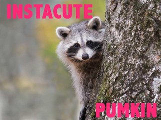 Pumpkin, le raton laveur qui se prend pour un chien