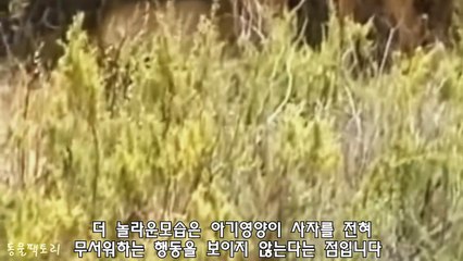 Chuyện lạ trong thế giới loài vật - Sư tử bào vệ hươu con