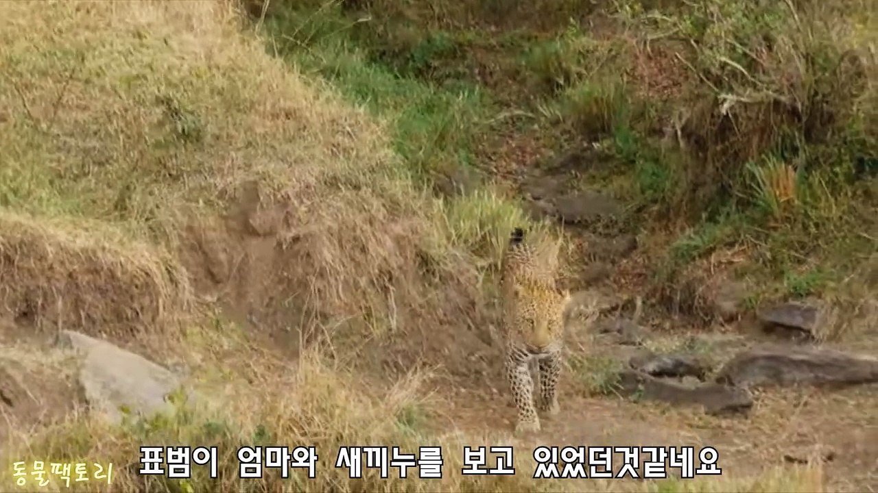 Cuộc chiến giữa sư tử và trâu rừng