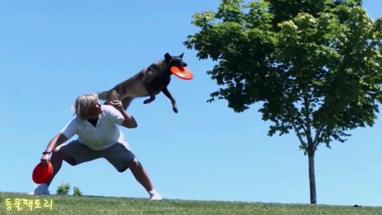 Xem clip này để thấy loài chó thông minh đến mức nào