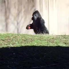 Un gorille surpris en train de marcher comme un humain