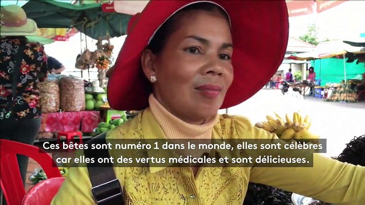 Au Cambodge, les tarentules sont menacées