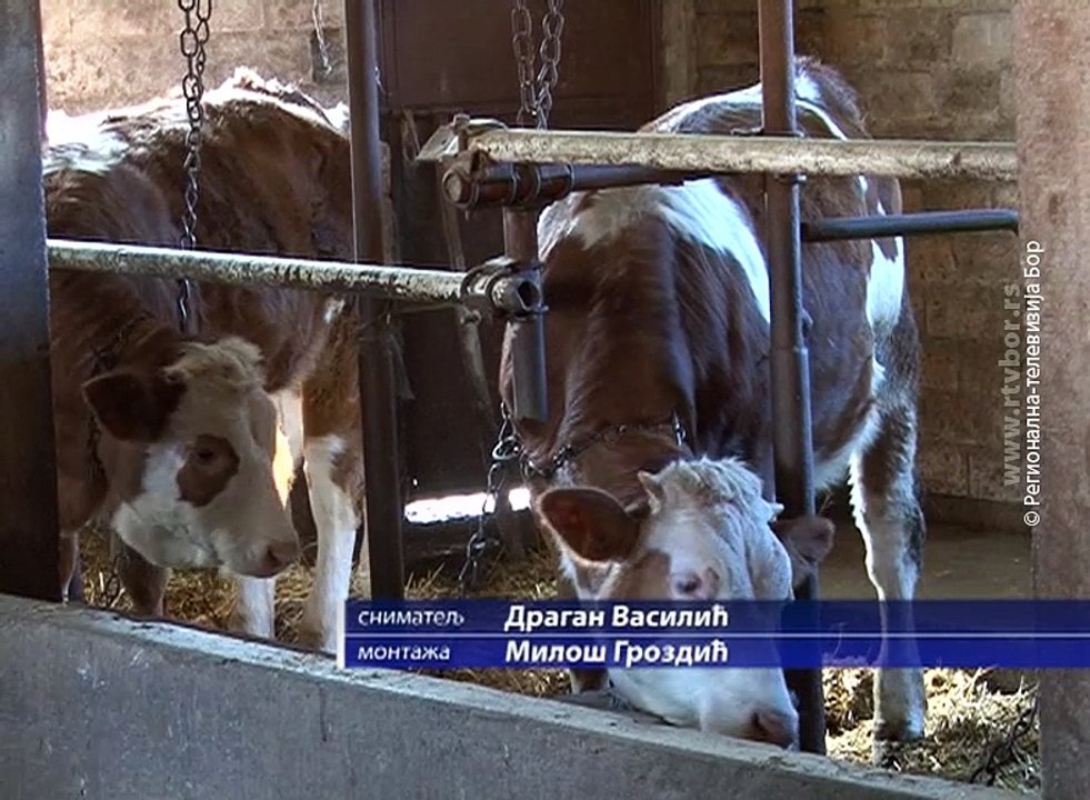 Za grla koja nisu umatičena 10.000 dinara, 10. april 2018. (RTV Bor)