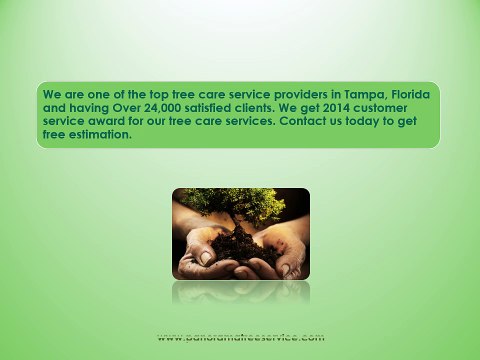Tree Care Services in Tampa - Panorama Tree Care