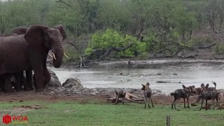 Amazing Elephant Chasing Wild Dogs To Save Kudu At Waterhole   Animals Hero