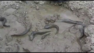 amazing fishing video