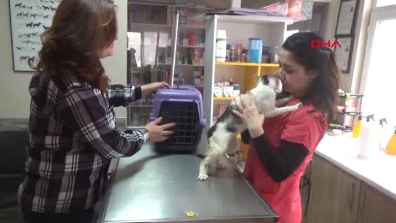 Zonguldak-3 Veteriner, 3,5 Saatlik Operasyonla 'Boncuk'u Sağlığına Kavuşturdu