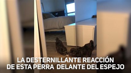 El susto de esta perrita al verse en el espejo