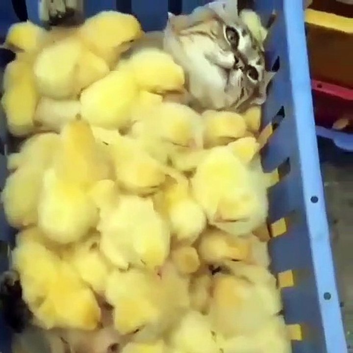 This Cat Love Littel Chicken
