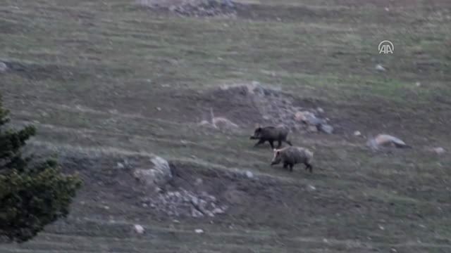 Kars'ta Domuz Sürüsü Görüntülendi