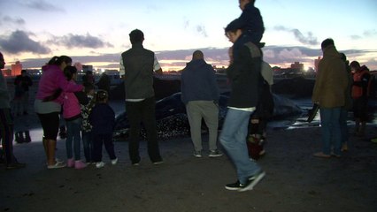 Muere una ballena encallada en mayor balneario argentino