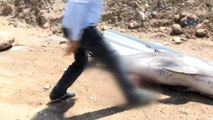 Bodrum sahilinde şok eden görüntü...Katledilen yunus balığı kıyıya vurdu
