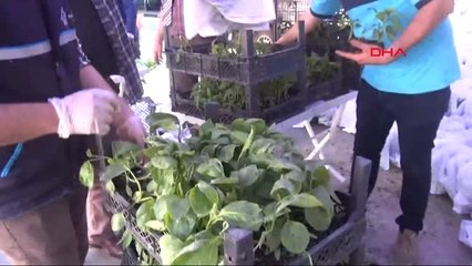 Aydın 100 Bin Fide 1 Saatte Tükendi