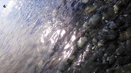 Pit Bull nell'acqua gelata