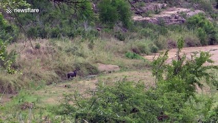 Lion chases nyala in South African wilderness
