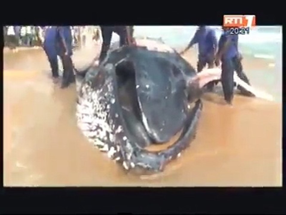 Une baleine échoue sur les plages ivoiriennes