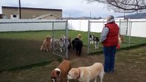A Herd Of Perfectly Well Trained Dogs
