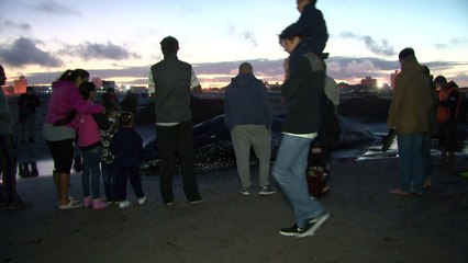 Baleia encalhada morre na Argentina