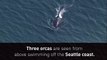 Orcas spotted swimming off the coast of Seattle