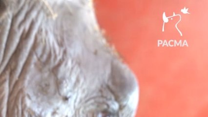 Imágenes inéditas de las elefantas del Circo Gottani