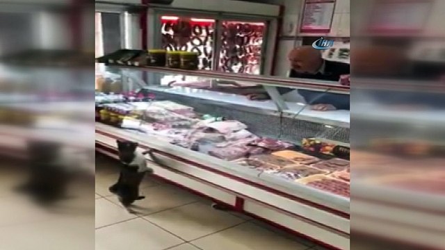 Kasap sordu, kedi miyavlayarak cevap verdi...Kasap ile kedinin ilginç diyaloğu kamerada