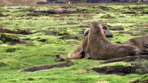Young male elephant seals filmed play fighting