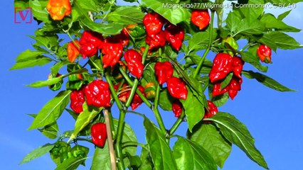 Man Hospitalized After Eating 'Hottest Pepper in the World'