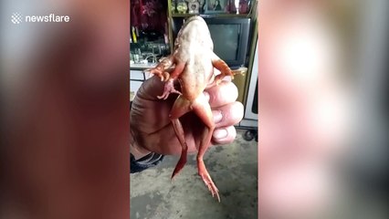 Chinese fisherman shows off frog with five legs