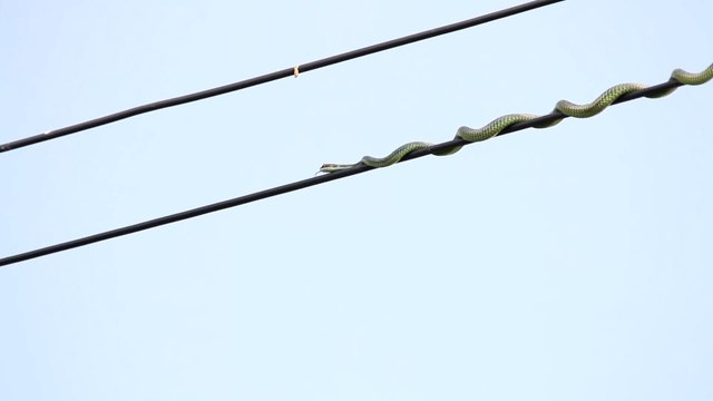 La technique que ce serpent utilise pour aller chercher sa proie est incroyable