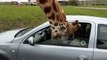 Une girafe voulait sortir sa tête de la vitre d'une voiture !