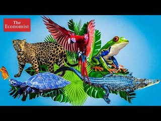 Could blockchain save the Amazon rainforest? | The Economist