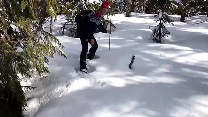 Un grand tetras caché sous la neige (Norvège)