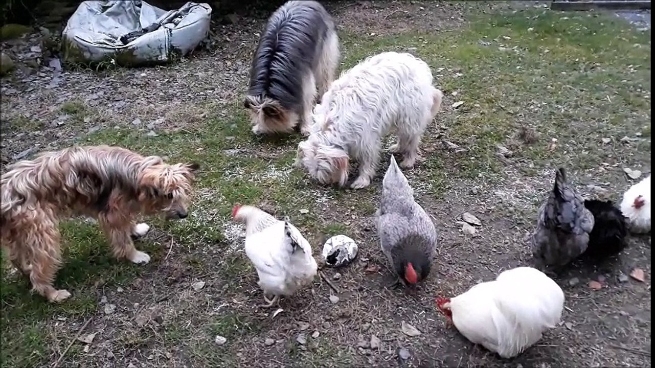 Cohabitation poilus et poules !