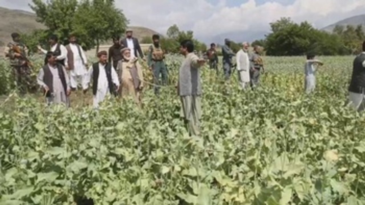 Officials destroy poppy plantations in Afghanistan