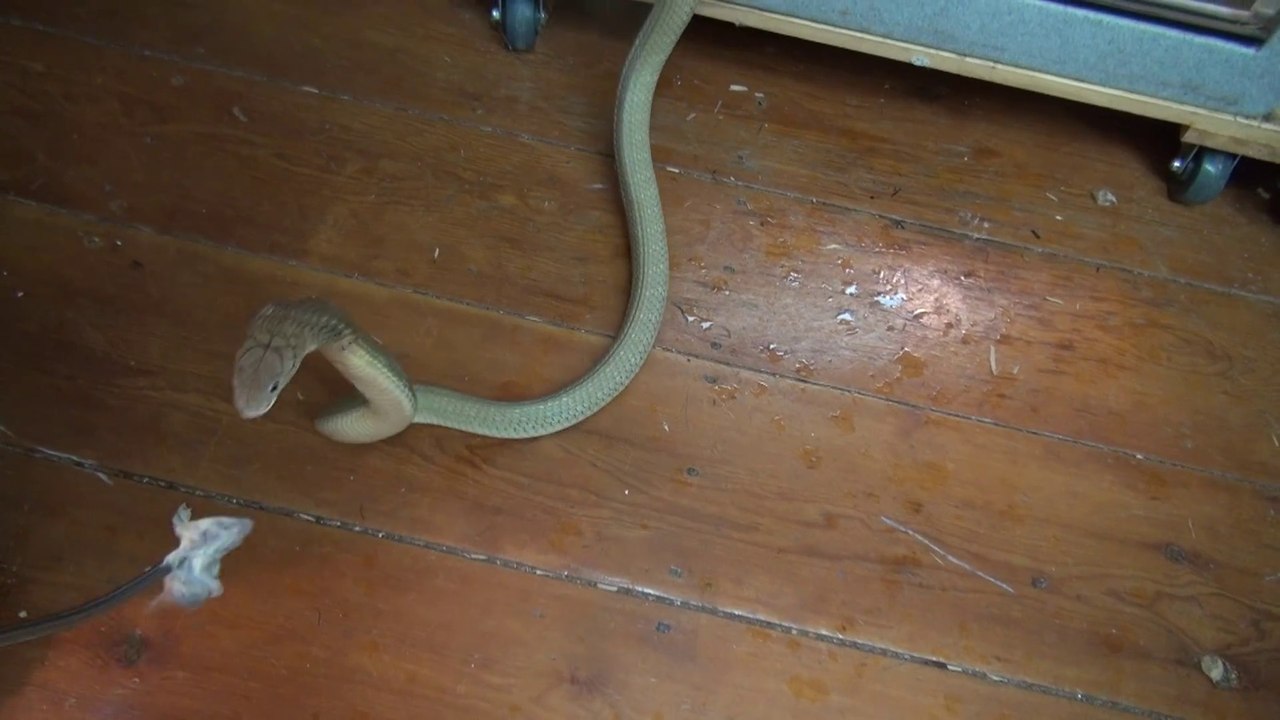 Il vient nourrir son cobra mais le serpent veut lui mordre les jambes