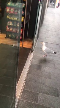 Quand les mouettes se mettent à voler des chips dans les magasins