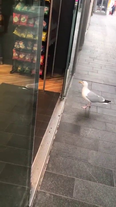 Quand les mouettes se mettent à voler des chips dans les magasins