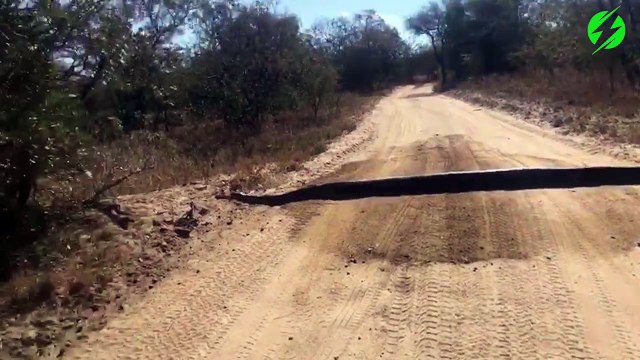 Ils pensaient que c'était un dos d'âne au milieu de la route mais quand ils ont vu que ça bougeait...