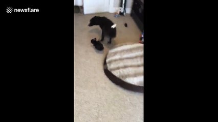 Watch a tiny bunny play tag with a much larger dog