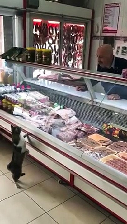 kasaba giren kediye göz hakkını veren güzel insan
